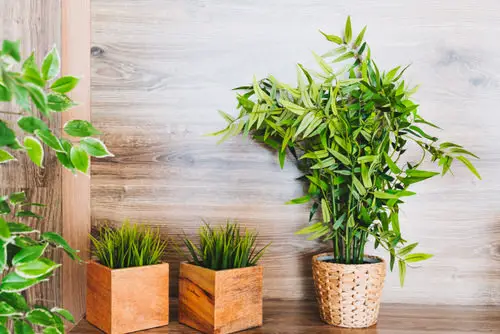Amazing Bad Luck Plants in Feng Shui