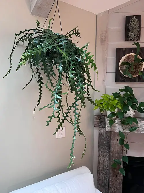 Fishbone Cactus indoor