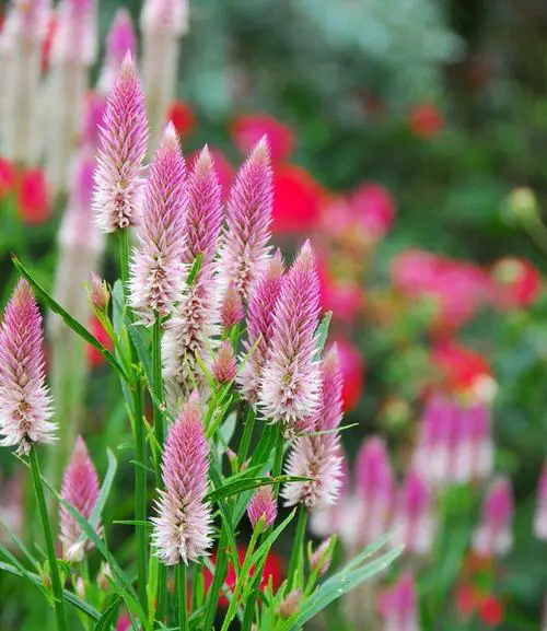 Amazing Types of Celosia 