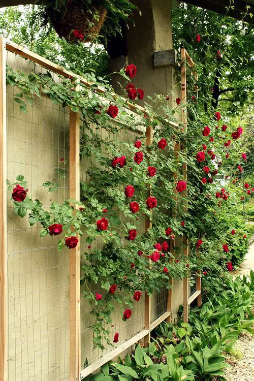 Crimson Rose Climbing Through Metal Wire Trellis