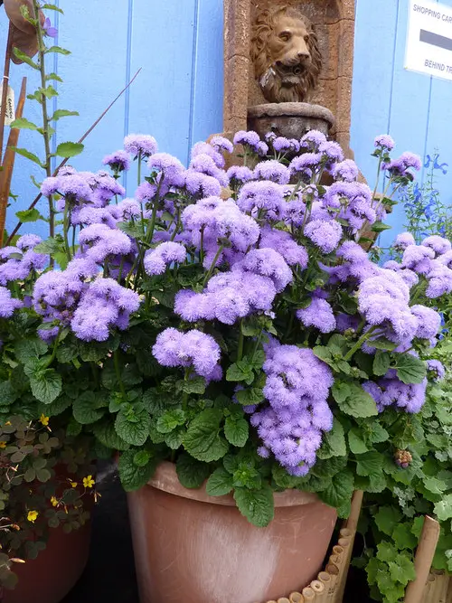 Blooms with a First Letter F