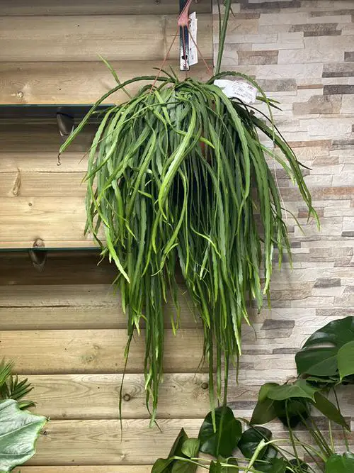 Houseplants for Hanging Baskets
