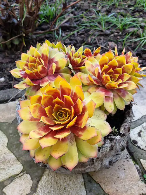 yellow Sempervivum Hens and Chicks Varieties