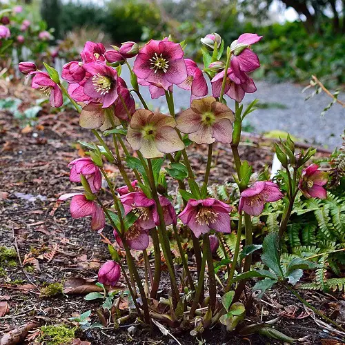 List of Best Hellebores Varieties