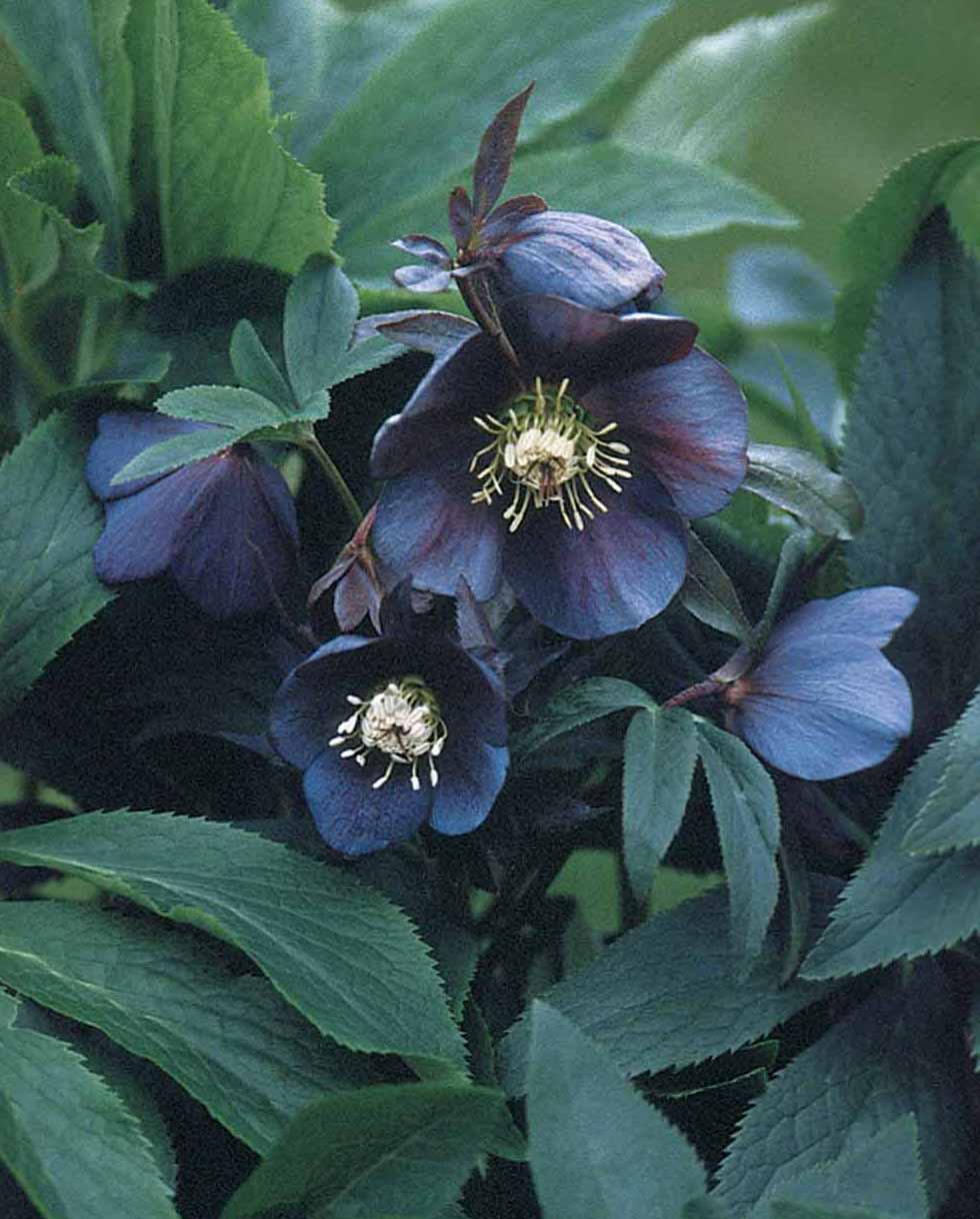 black amazing Varieties of Hellebore