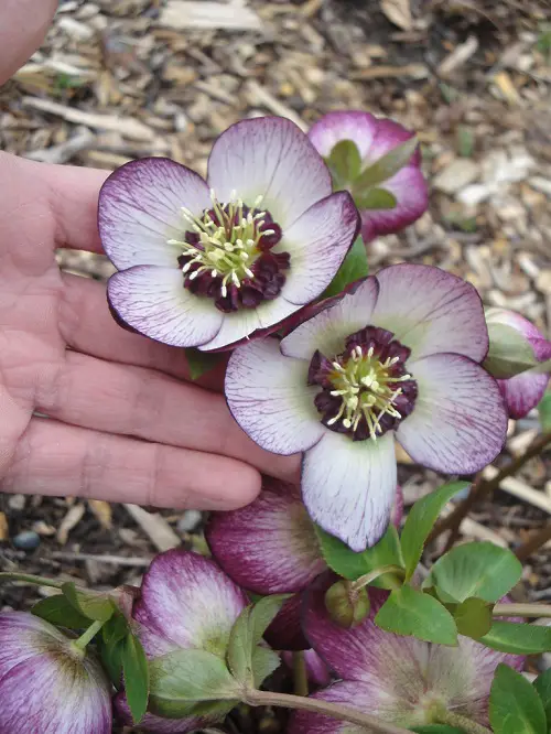 top best Varieties of Hellebore