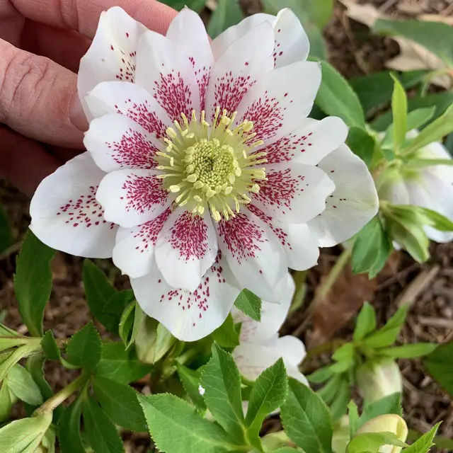 White and pink Best Types of Hellebore