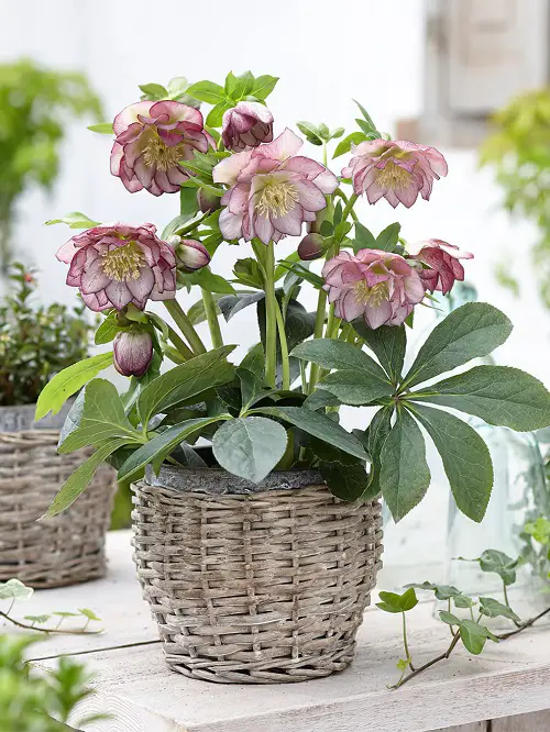 beautiful pot Best Types of Hellebore