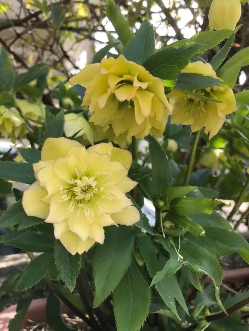 Superior Types of Hellebore