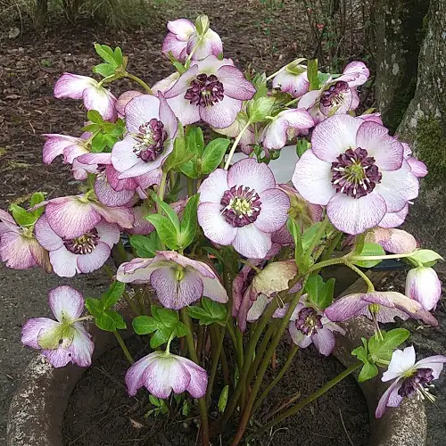 Hellebores Flowers that Grow Without Sunlight