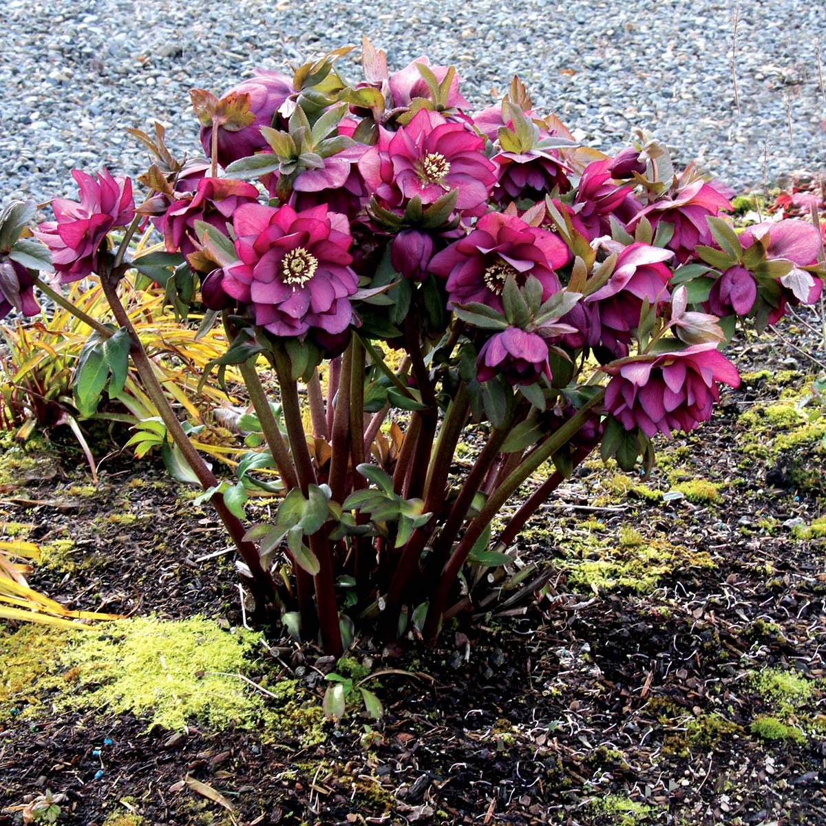 Best Types of Hellebores Varieties 10