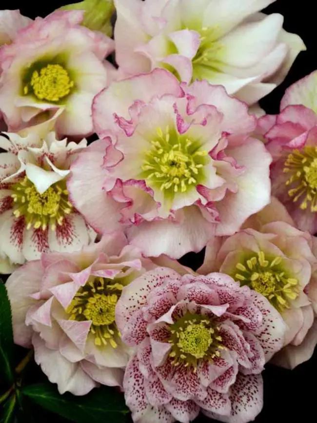 33 Best Types of Hellebores Varieties 11