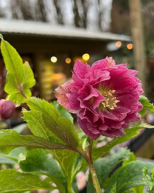 Best Varieties of Hellebore