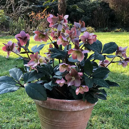 amazing Varieties of Hellebore in pot