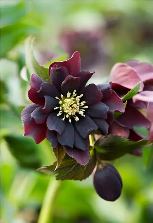 Best Varieties of Hellebore