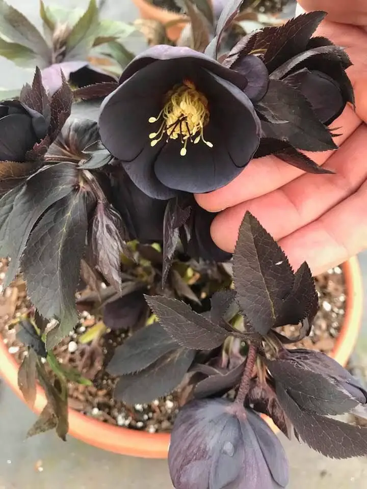 Best Varieties of Hellebore in pot