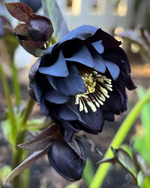 amazing Best Types of Hellebore