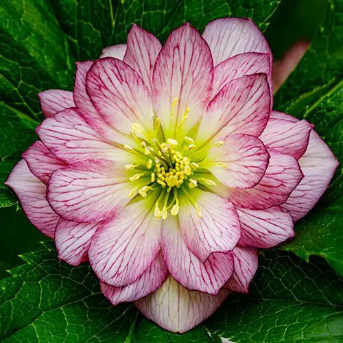 33 Best Types of Hellebores Varieties 7