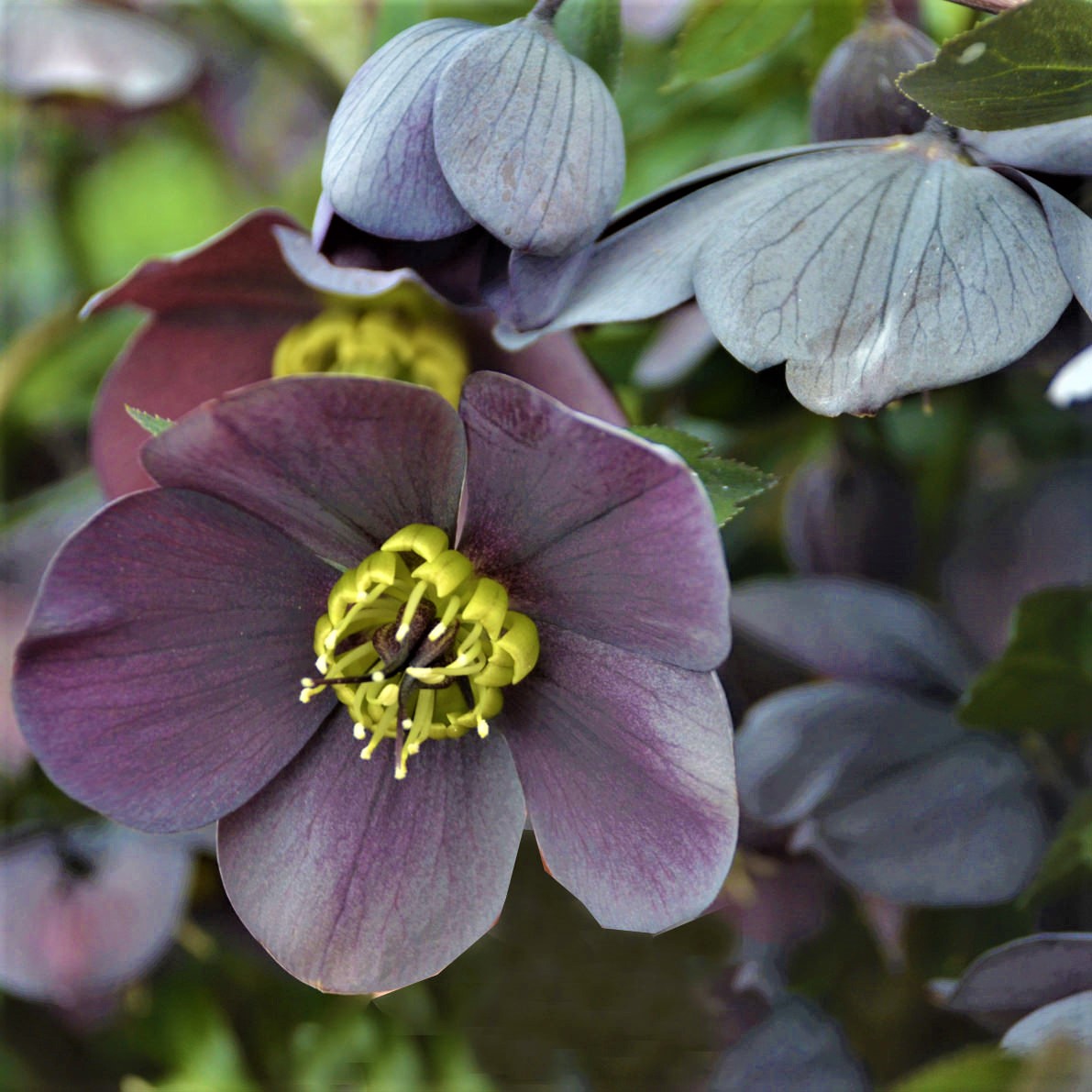 33 Best Types of Hellebores Varieties 13