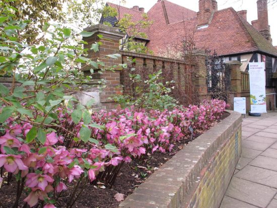 amazing Varieties of Hellebore in garden