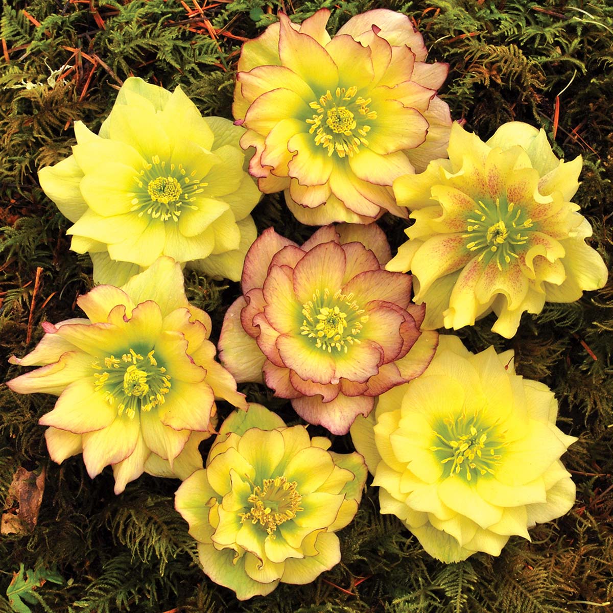 beautiful Best Types of Hellebore
