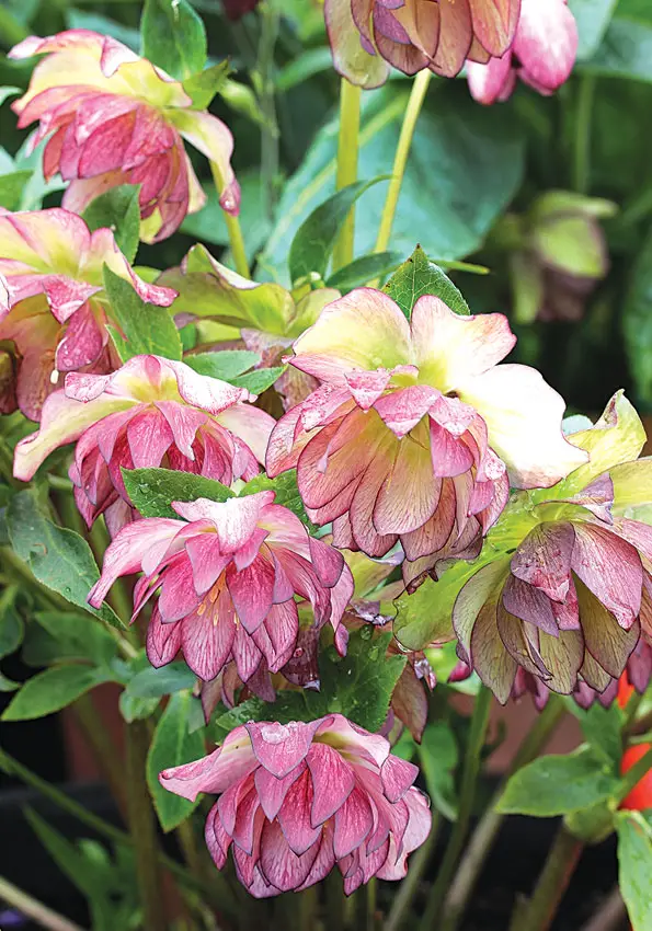 Superior Types of Hellebore