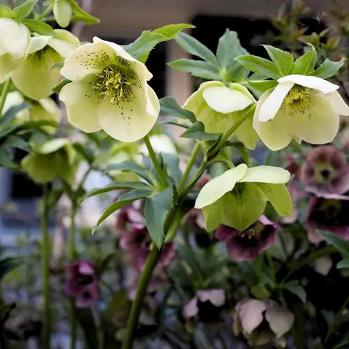 Best Types of Hellebore
