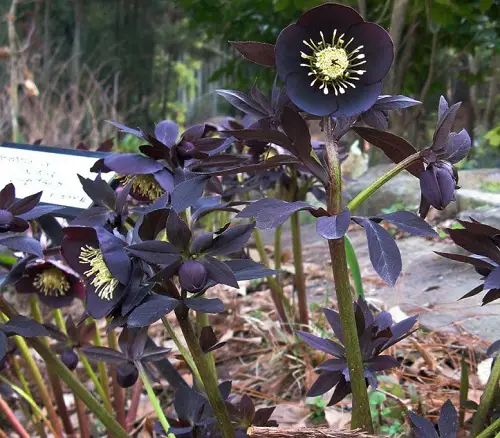 top Varieties of Hellebore