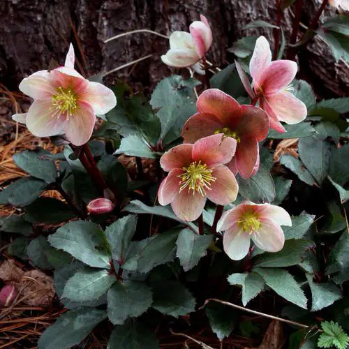 amazing Varieties of Hellebore