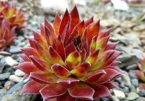 top Varieties of Sempervivum Hens & Chicks