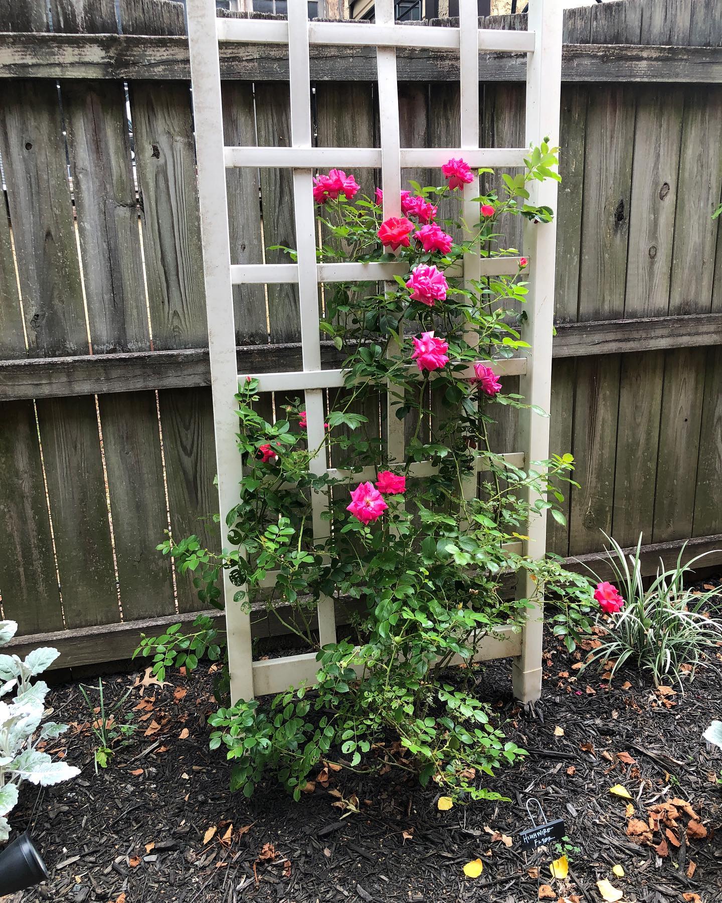 top Miniature Blooming Vines for Trellises