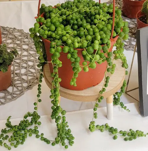 How to Save a Dying String of Pearls from Bad Handling