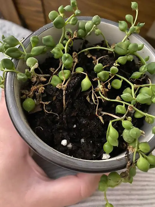 How to Save a Dying String of Pearls from Overwatering