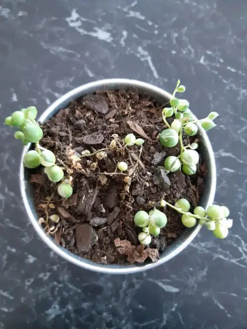 How to Save a Dying String of Pearls from Root Rot