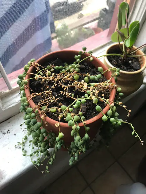 How to Save a Dying String of Pearls from Too Much or Too Little Light