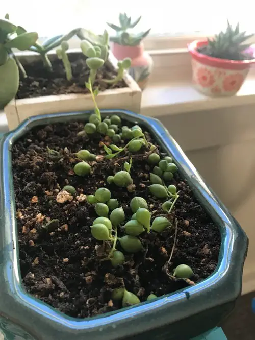 How to Save a Dying String of Pearls from Underwatering