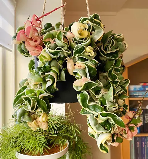 indoor flowering succulents 6