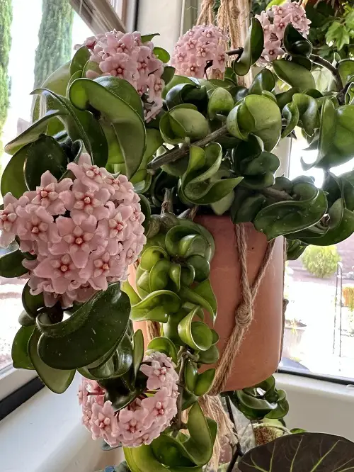 indoor flowering succulents 6