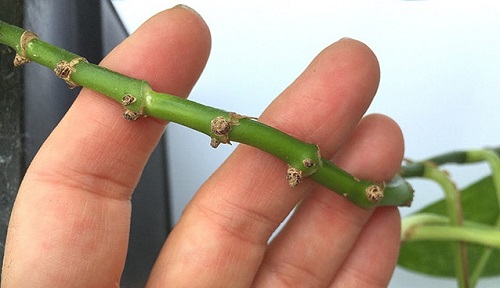Identifying Nodes