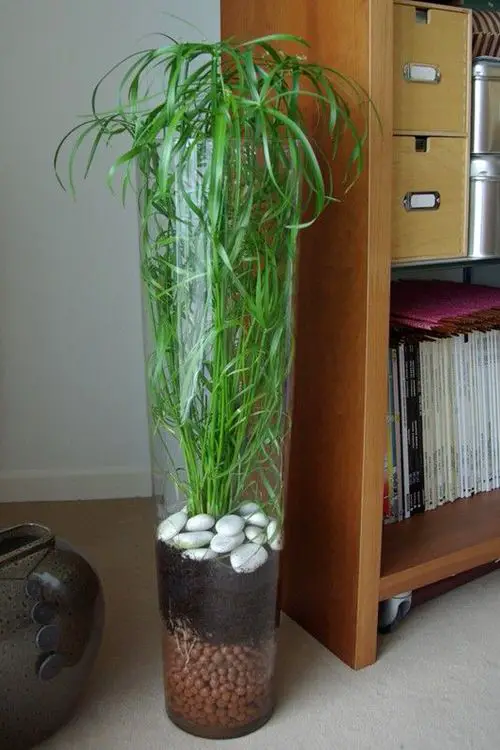 Tall Transparent Vase with Lush Lemon Grass