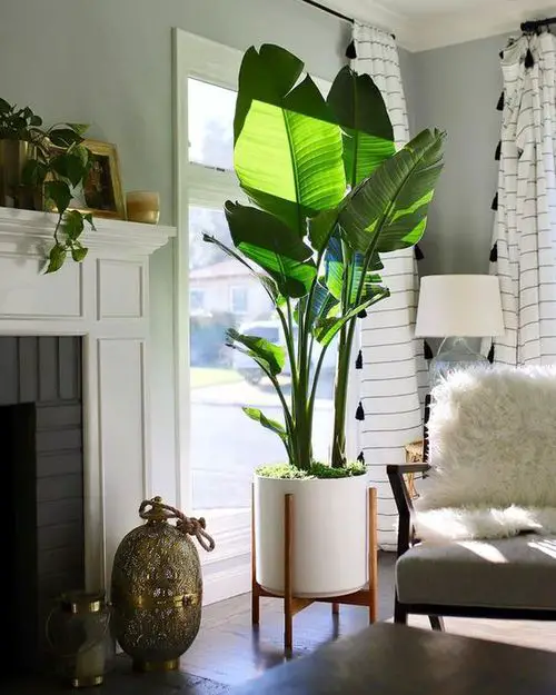 Large Foliage Plant by the Window