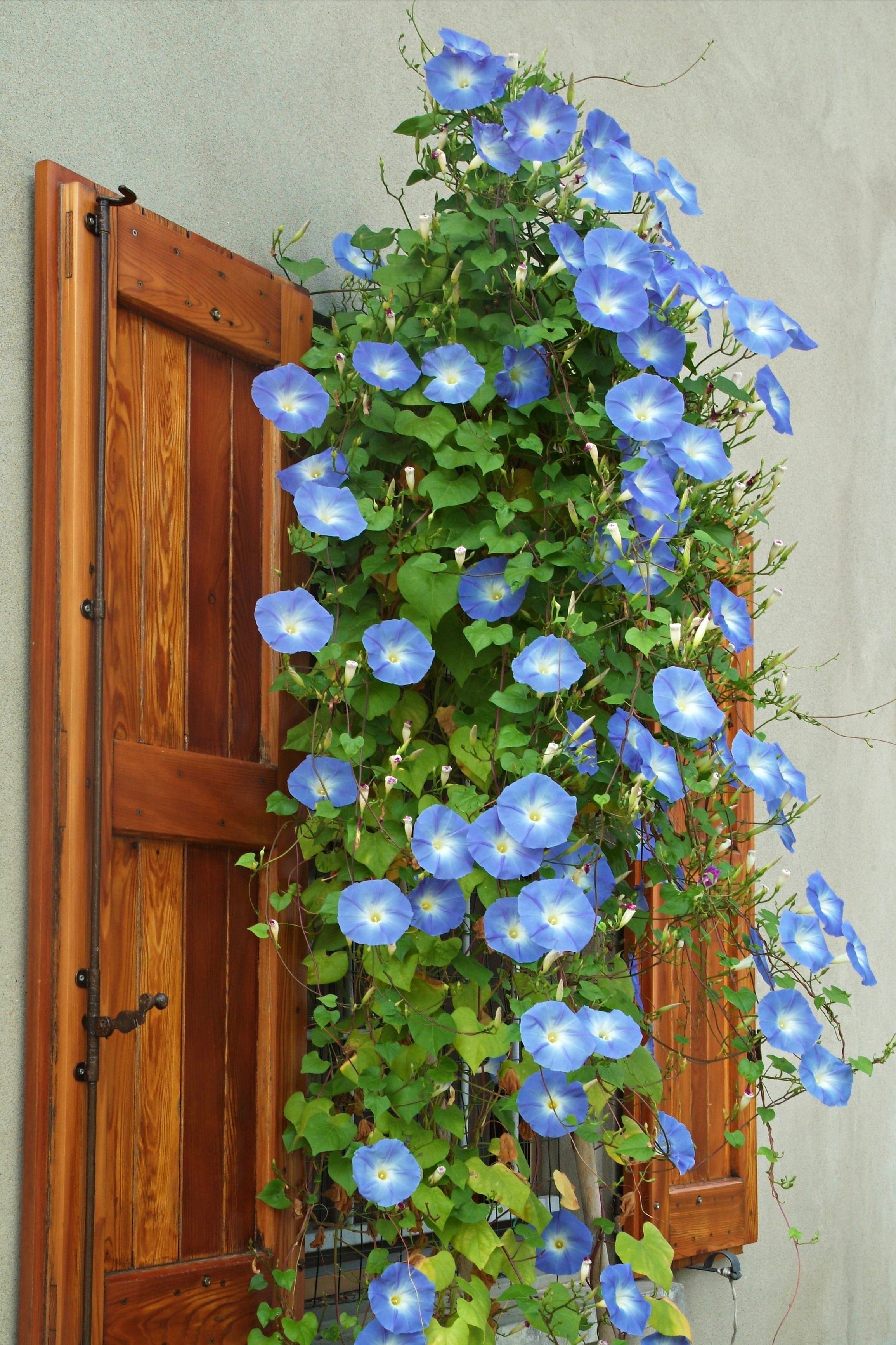 beautiful Small Flowering Vines for Trellises