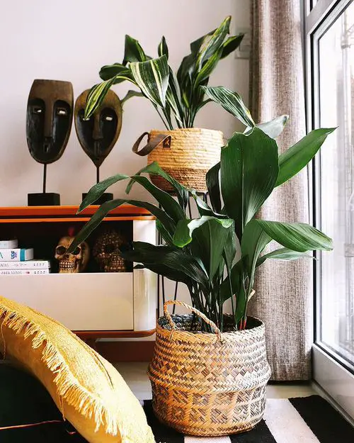 Cast Iron Plant Pictures You'd Absolutely LOVE
