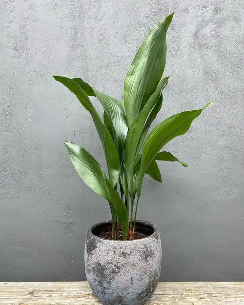 top Best Cast Iron Plant Pictures You'd Absolutely LOVE