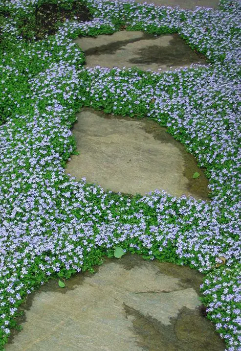 Plants for Cracks and Crevices