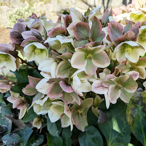 Types of Hellebore