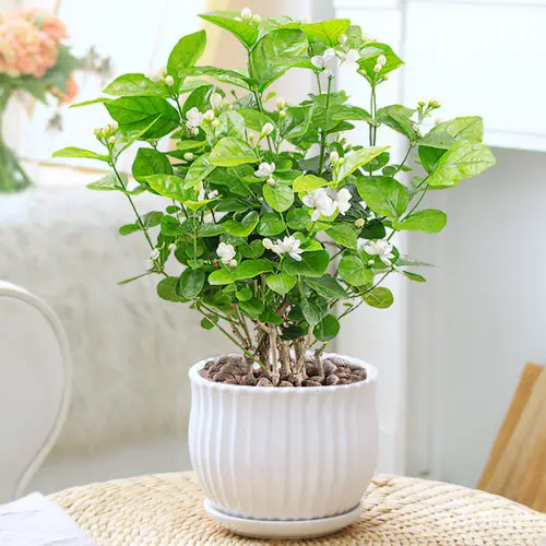 plant Sleep Apnea According to Studies