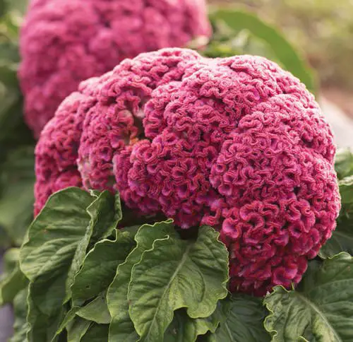 Types of Celosia 