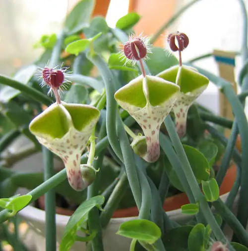 beautiful Succulents For Hanging Baskets 6