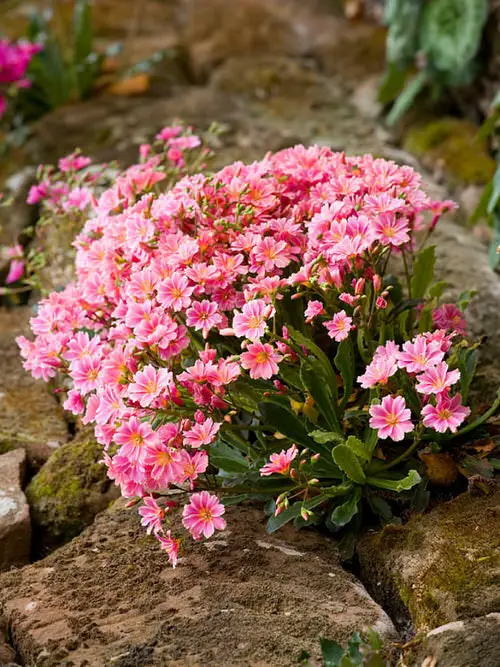 Beautiful Plants for Garden Vegetable Clefts and Cracks